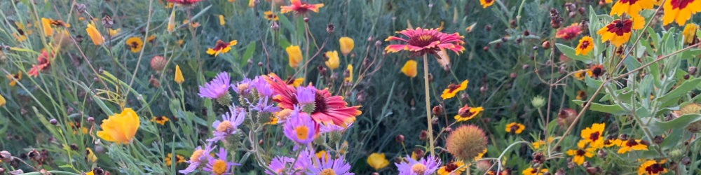 Orange, purple and red meadow flowers