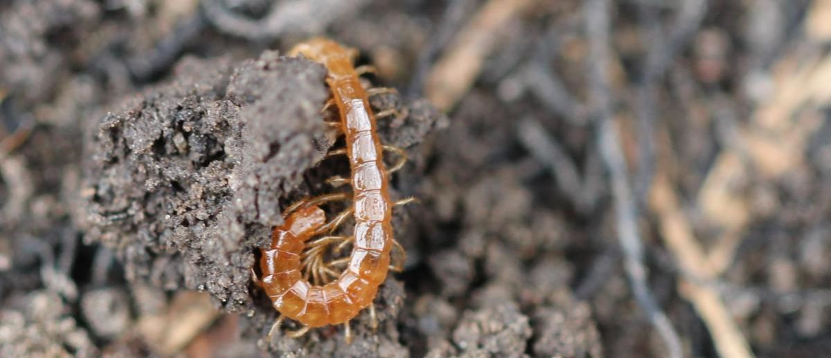 Copy of Centipede in soil_NE_JHop_IMG_2697 _2_.JPG