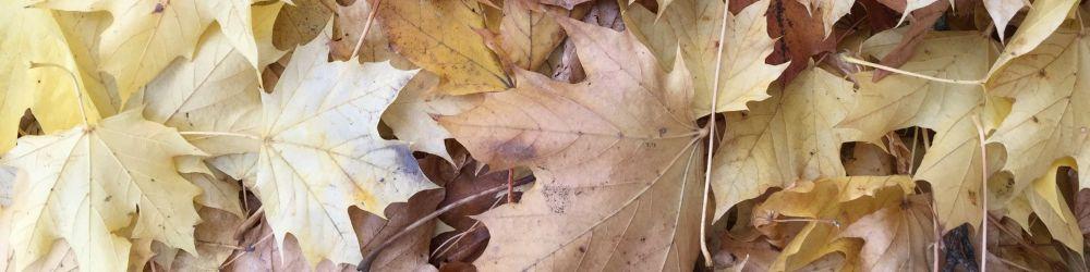 closeup of fallen yellow and brown maple leaves