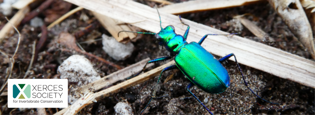 Tiger beetle in garlic field