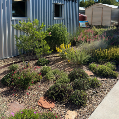 Multiple native plants growing in a well manicured garden bed.