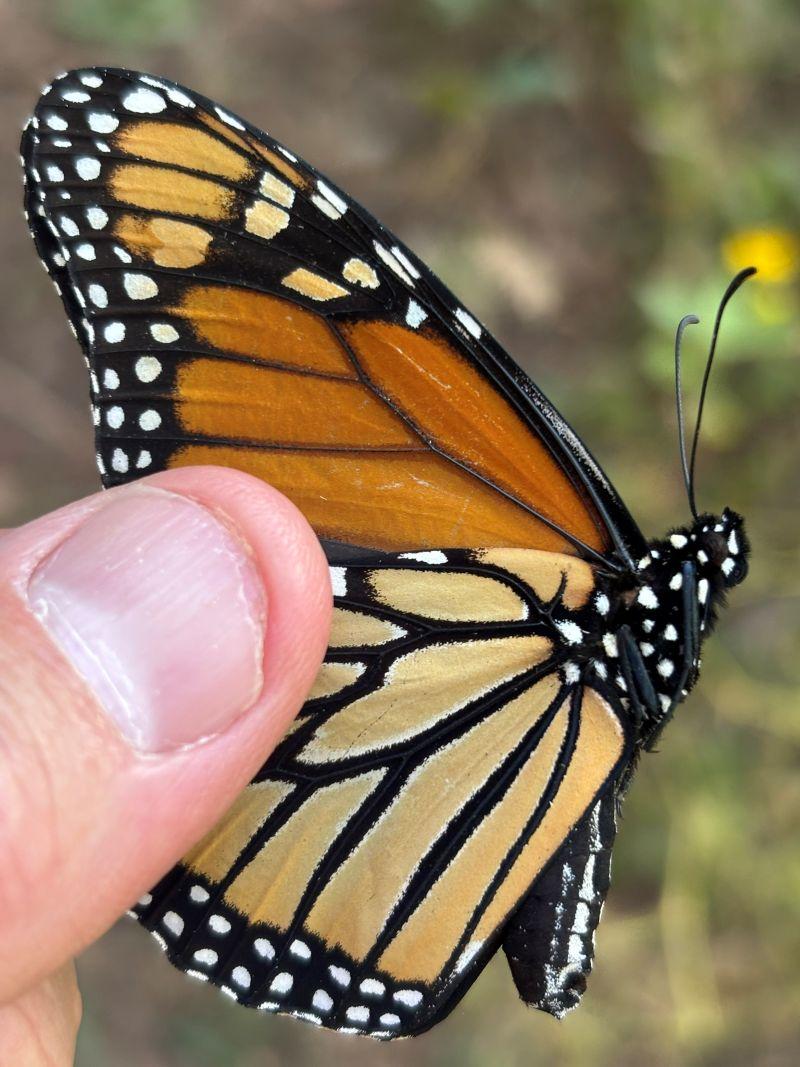 thumb holds a female monarch