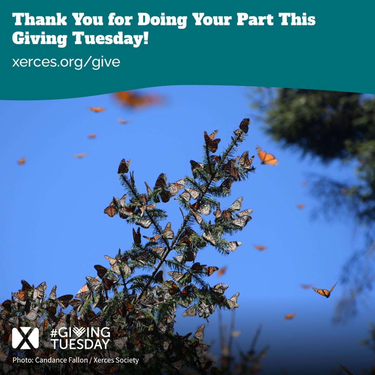 Thank you for doing your part this Giving Tuesday