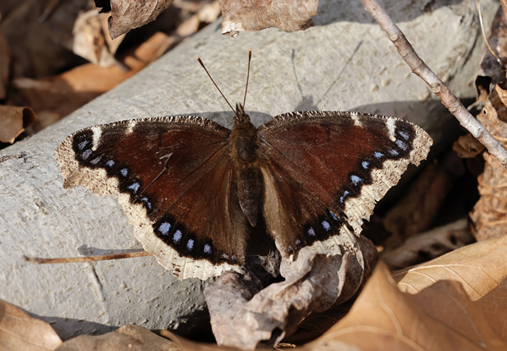 CC BY 2.0 DEED Attribution 2.0 Generic Downloaded 3/18/24  Mourning Cloak (Nymphalis antiopa) Glendening Nature Preserve; Lothian, Maryland