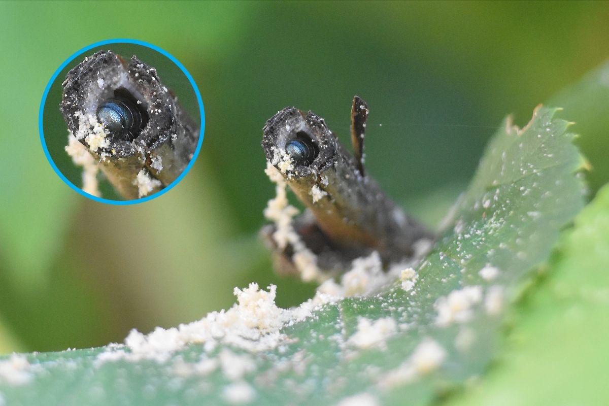 a bee burrows a nest into a stem