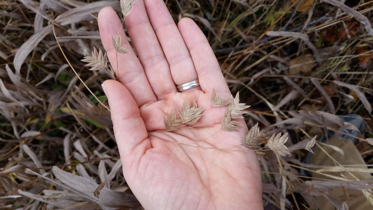 sea oat seeds cr. Deborah Seiler Xerces
