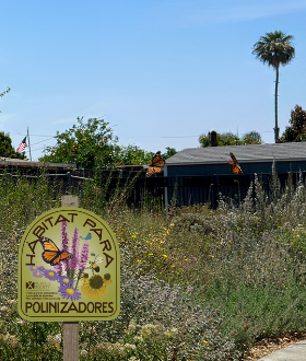 Xerces habitat kit sign in Spanish staked in front of a pollinator garden with two monarch butterflies flying.