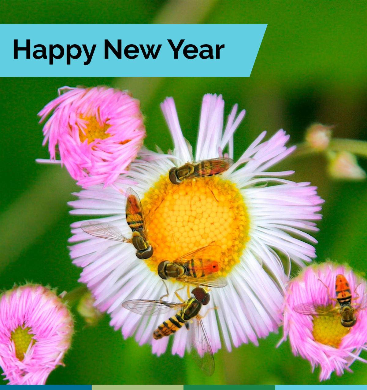 Happy New Year. Five flower flies congregating on pink flowers. 
