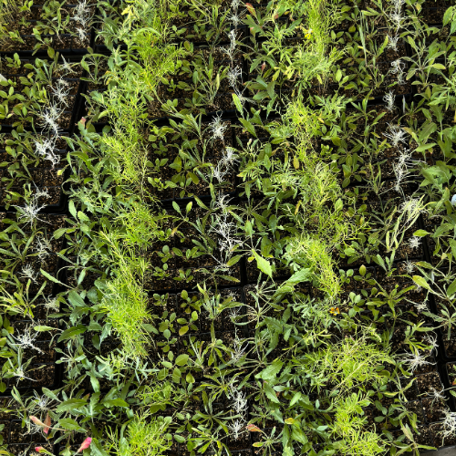 Various plant seedlings in different shades of green arranged in rows.