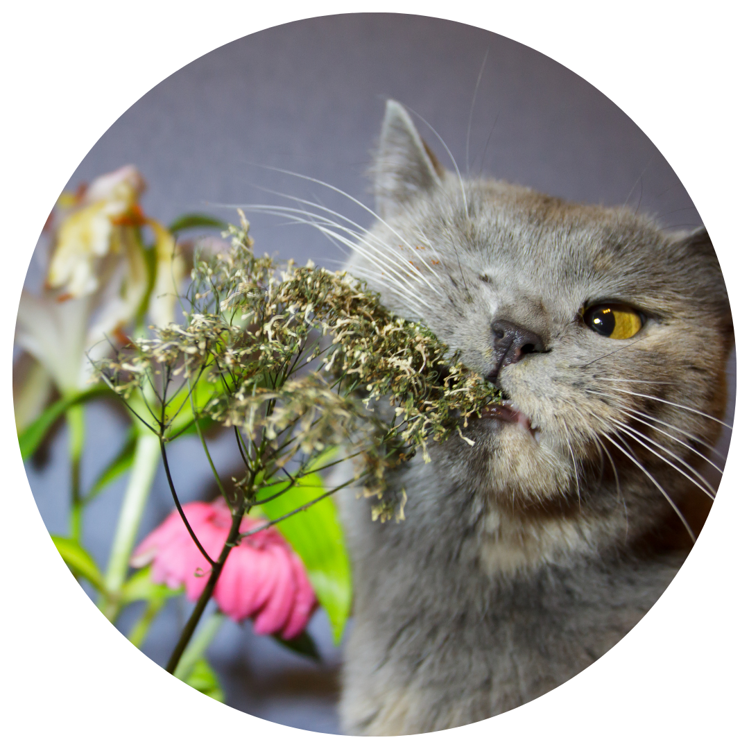 gray cat cat sniffing and licking a plant 