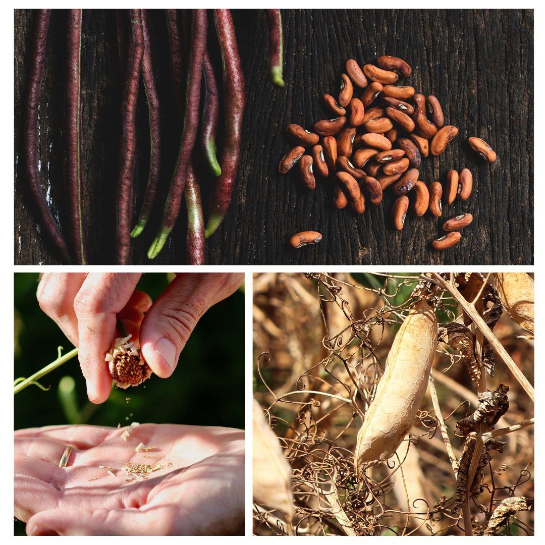 Collage of 4 types of dried seeds