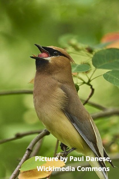 bird picture by paul danese