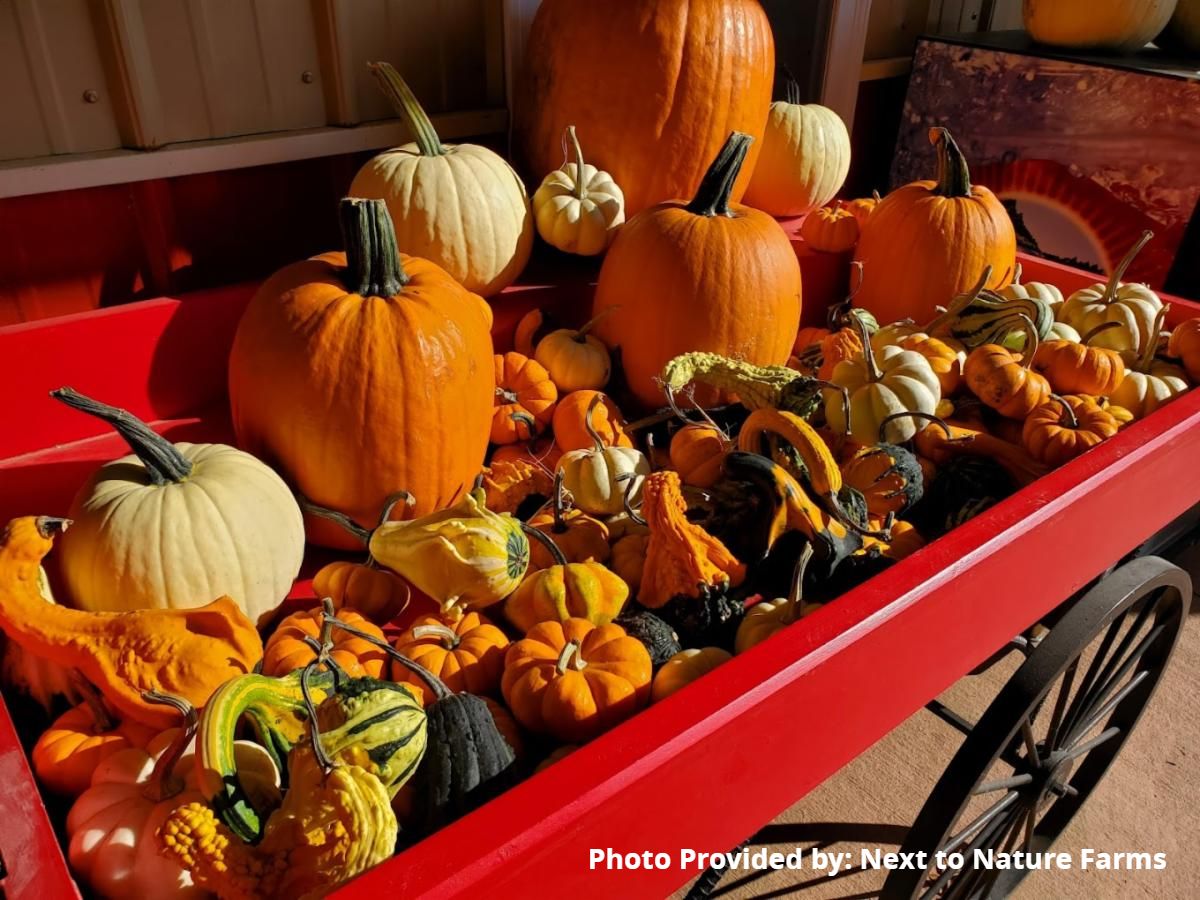 red wagon of pumpkins