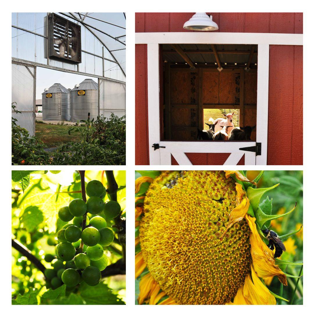 collage of greenhouse barn grape vine and bee on sunflower
