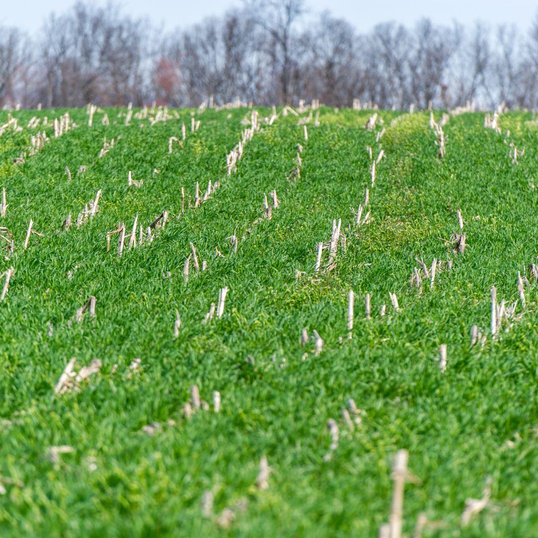 SARE Cover Crop Image Library. Rye Cover Crop after Corn.