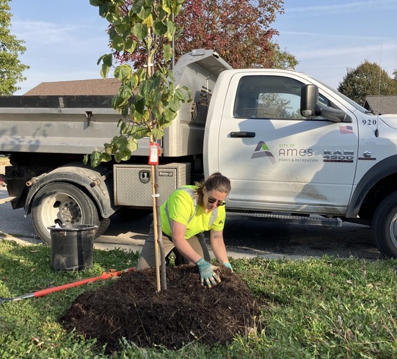 Photograph shows a Parks and Recreation worker planting a young tree beside a mulched lawn. City of Ames dump truck, watering hose, support stake, and planting tools indicate a municipal landscaping project.