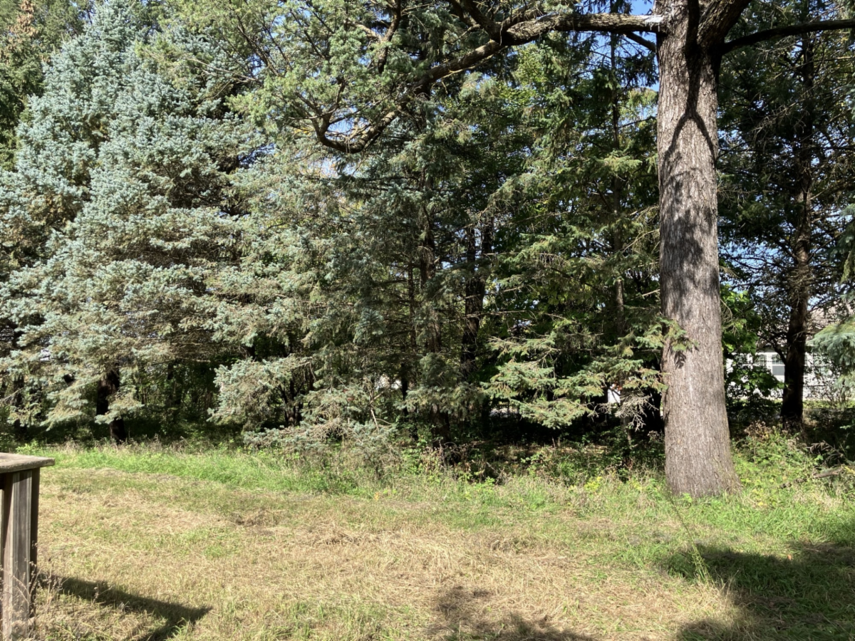 Ontario Park before volunteers cleaned up.