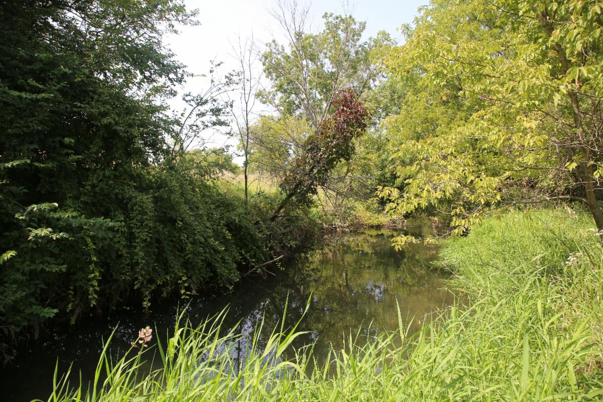 A stream surrounded by dense woodland and tall grasses. 