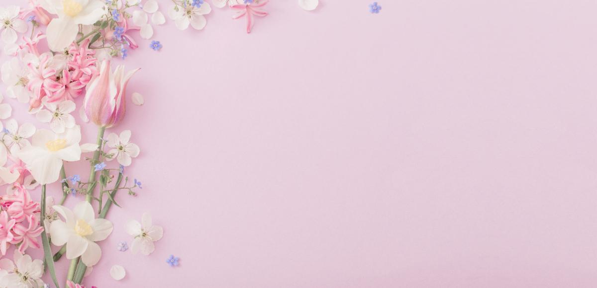 Graphic of a pink background with cherry blossom flowers in the foreground around the edge