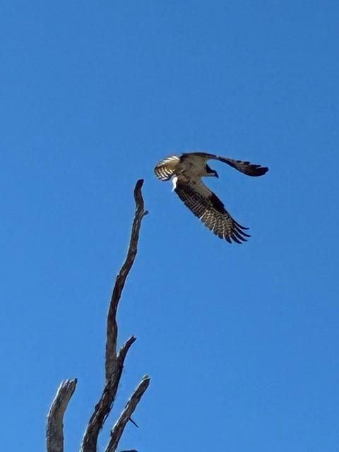Osprey in flight