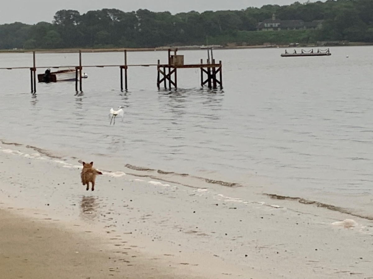 Ted trying hard to fly. Phil Odence