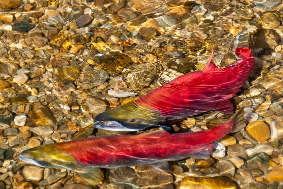 Photo of two fish swimming