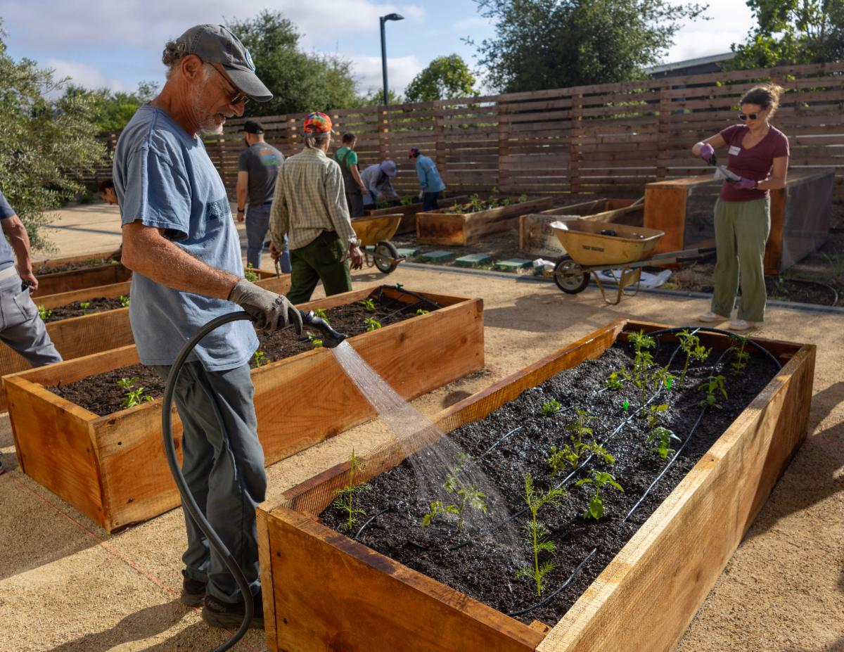 A person watering raised garden beds.