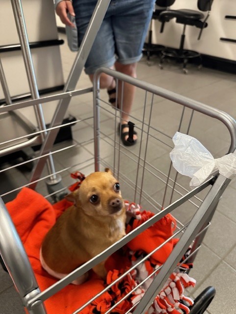 Taco dog in a cart