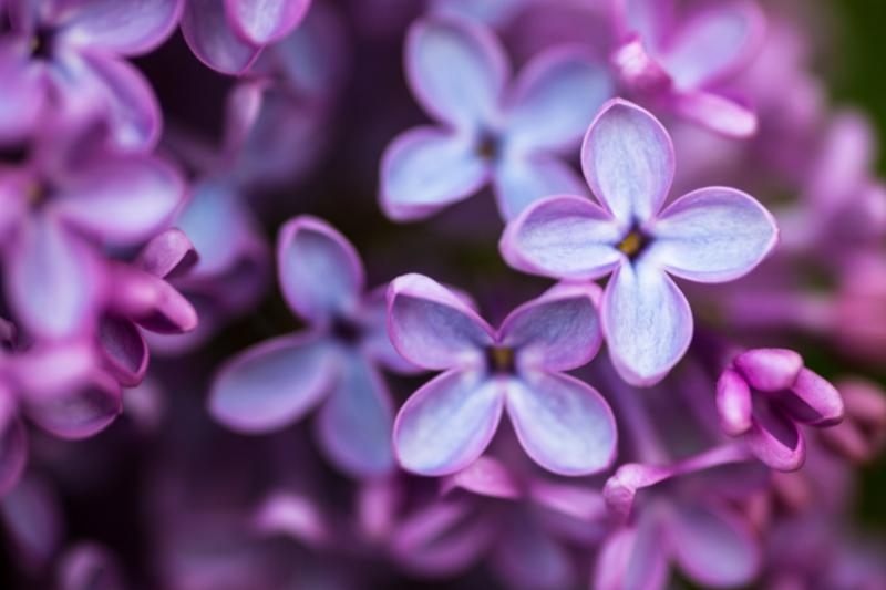 lilac_closeup.jpg