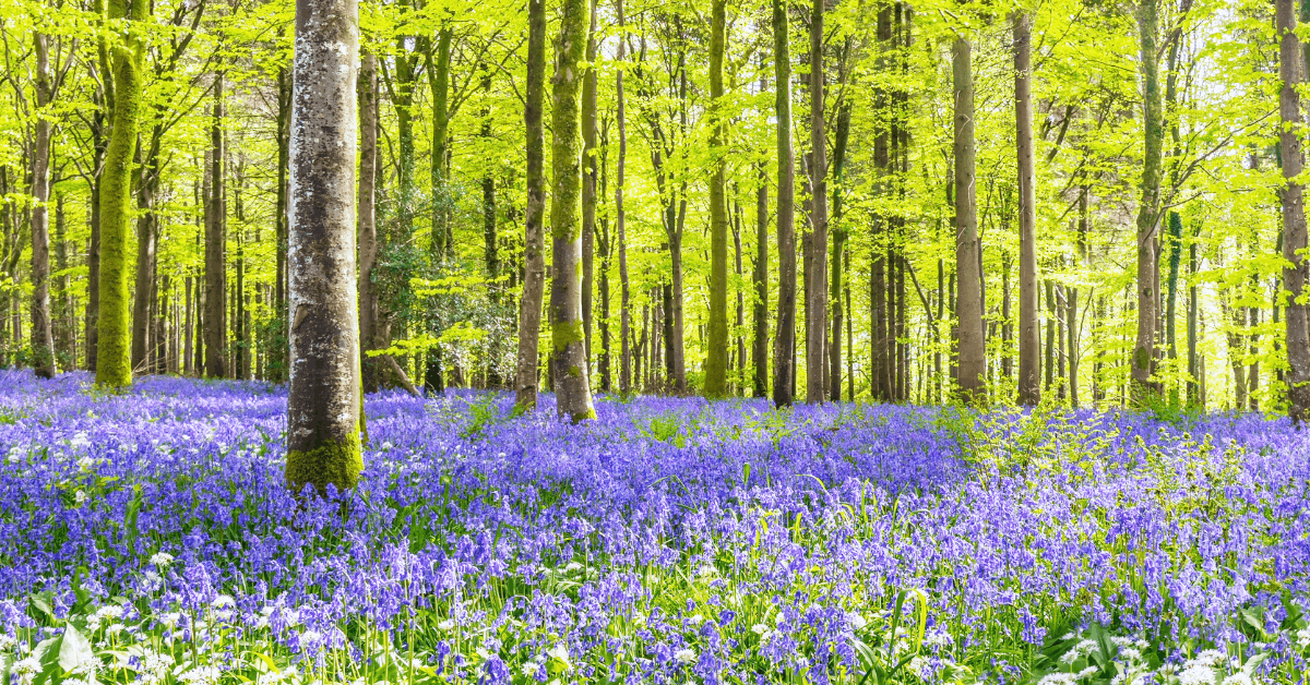 [Bluebells at the Bend]