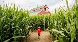 [Corn Maze Fun]