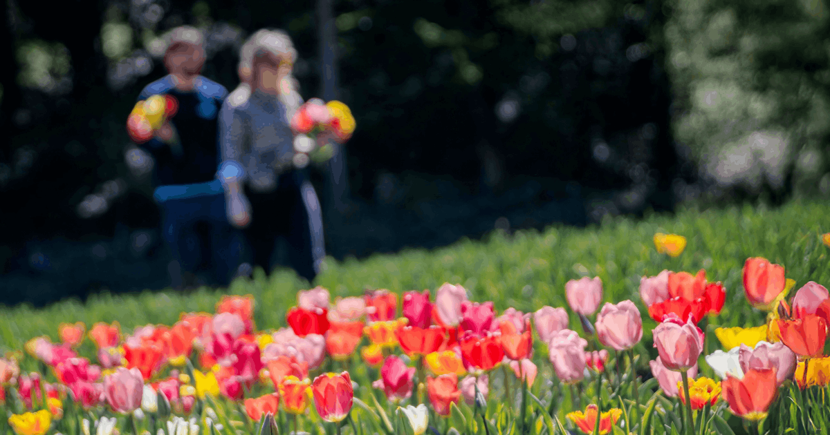 [Tulip Picking Festivals]