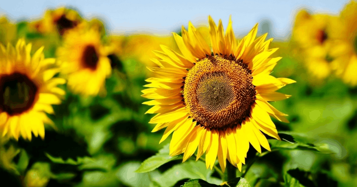 [Sunflower Picking & Festivals]