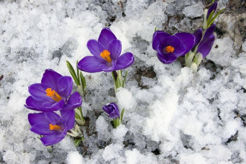 spring-crocus-flowers-blooming-through-the-melting-snow-.jpg