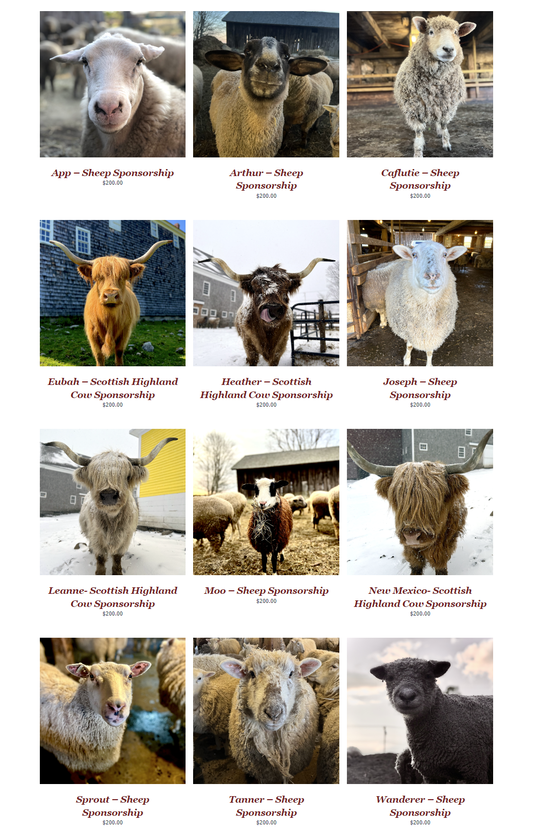 Sheep and Cow Sponsorships