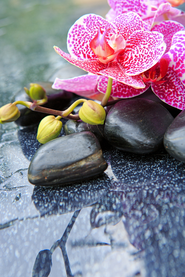 Pink orchid isolated on black background.Branch of pink orchids on a black background.Spa concept with zen stones and orchid.