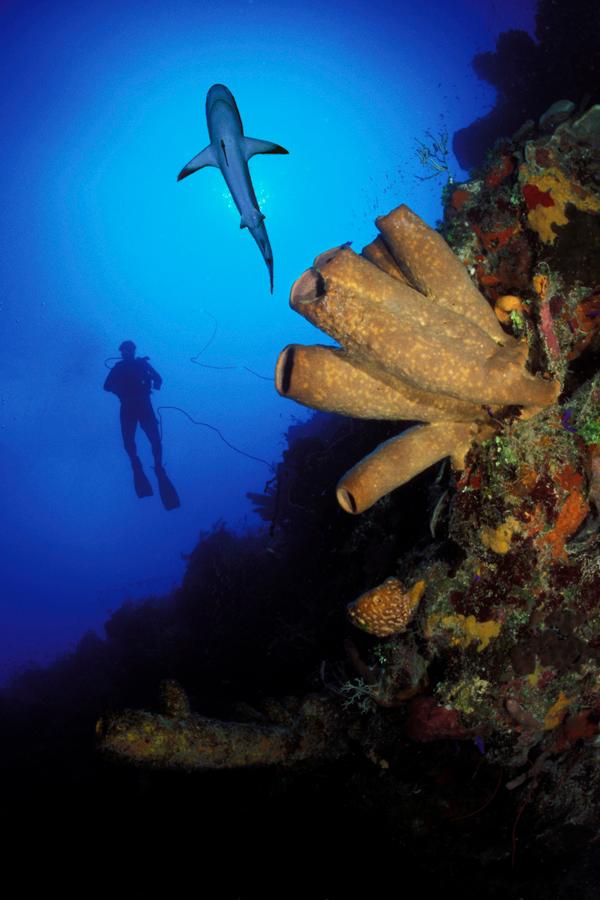 Turks & Caicos Wall Diver and Shark