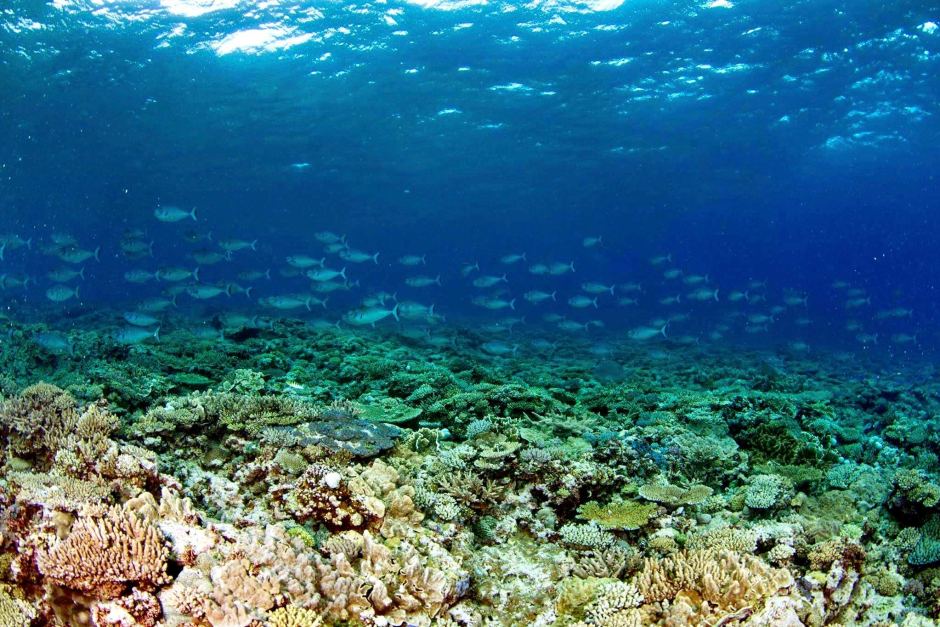 Southern Great Barrier Reef Healthy Coral