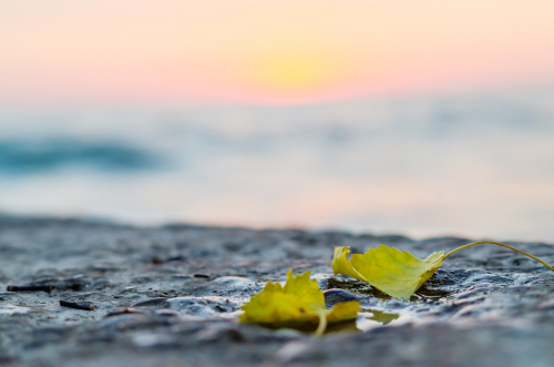Fall leaves on a pier at sunset time. October beauty. Autumn colors at the seaside.
