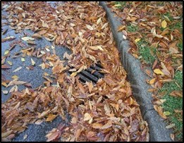 Leaves in the gutter covering a storm drain.