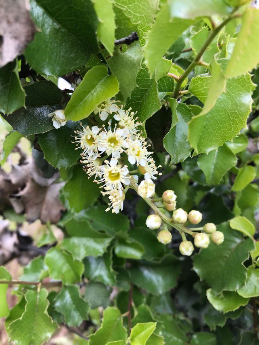 Prunus ilicifolia_Copyright 2019 keith wayne garcia CC-BY-NC 4.0