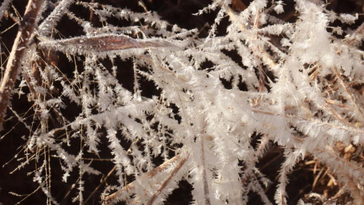 Frosty prairie grasses