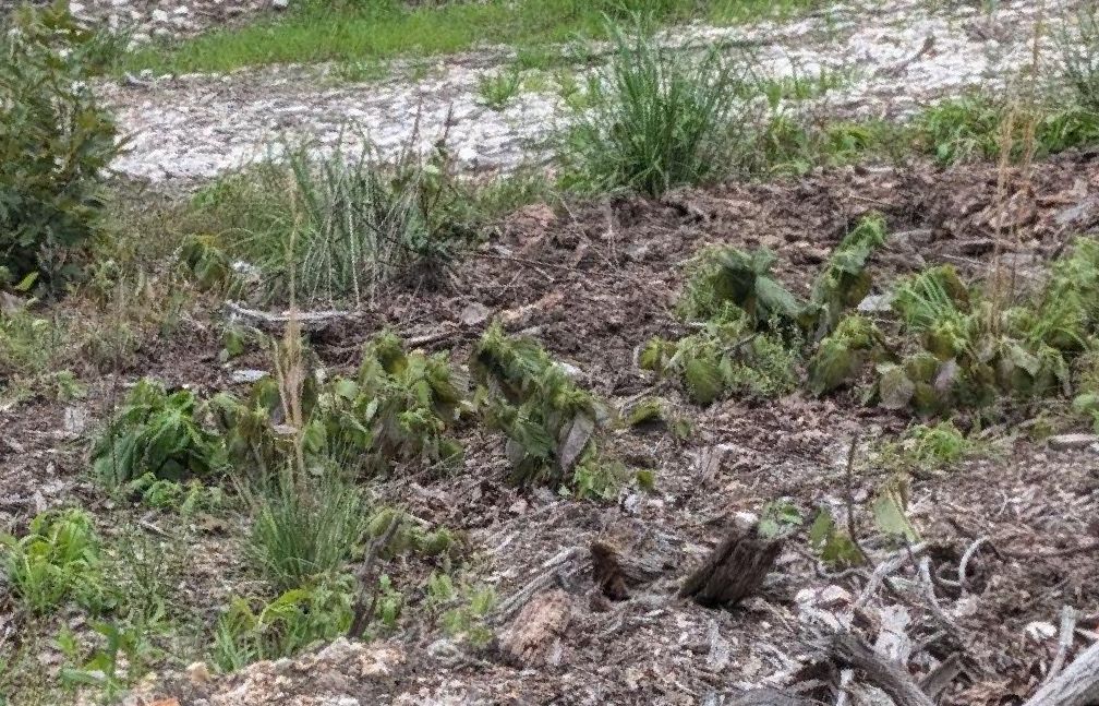 Wilted perilla, after herbicide treatment, along a Mark Twain National Forest service road.
