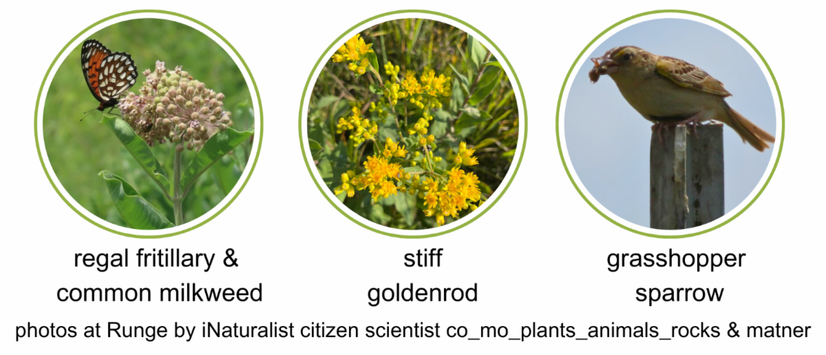 Nov. 22 MPF Woodlands inar + New Invasive Plants Video