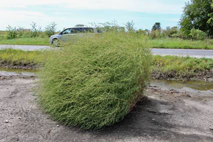 Large plant of kochia (Bassia scoparia) that has become detached and is ready to roll across the landscape as a kind of tumbleweed to disperse its seeds.