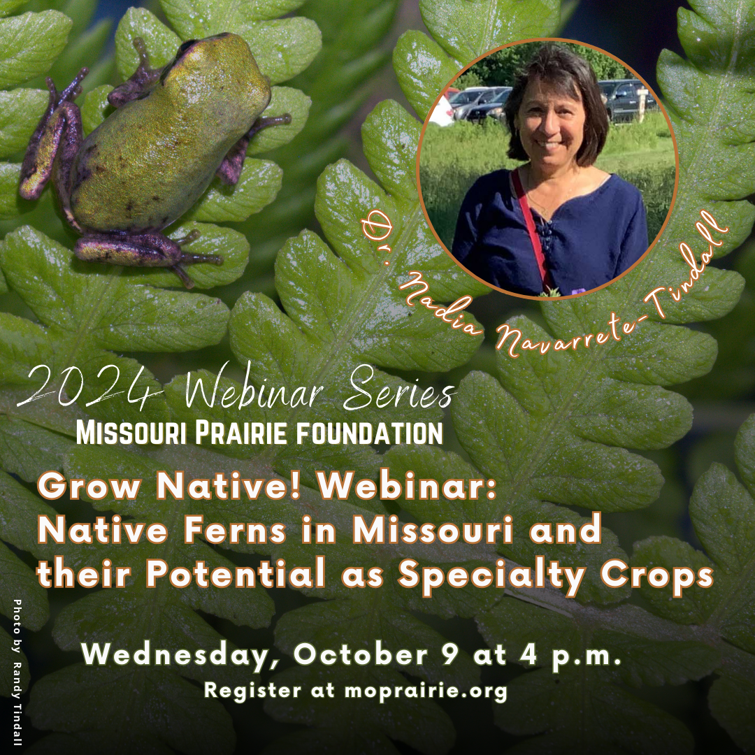 An ostrich fern with small green frogs provide a background to this image for a native fern webinar