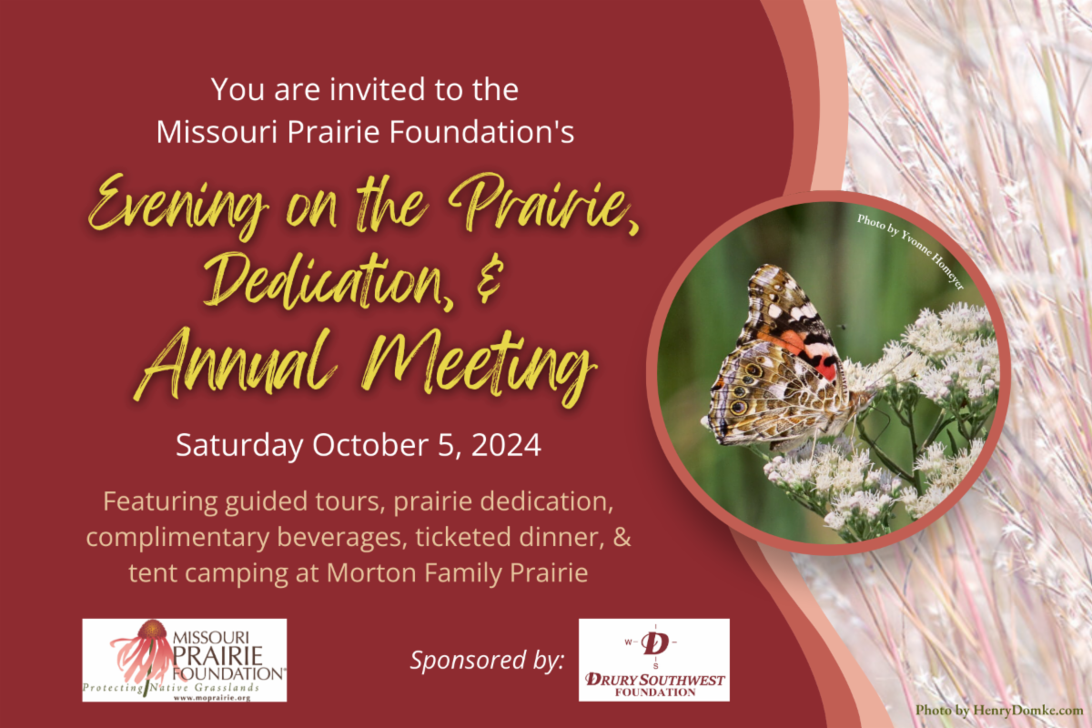 A red and pink image of a post card featuring a Regal Fritillary butterfly and Bluestem grasses