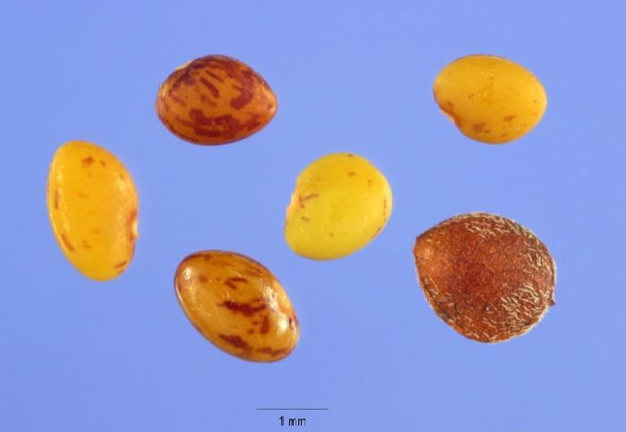 Six seeds of sericea lespedeza on a blue background. Some seeds are brown others are golden and some are golden and brown. Each seed is about 6 mm in length