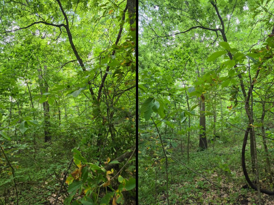 Before and after photos show that invasive plants were removed to free upspace for native plants such as the Ohio buckeye tree (bent over in photo on right) that is now is upright. 