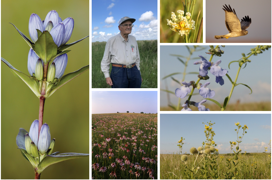 A colorful collage of several prairie species and Dr. Morton